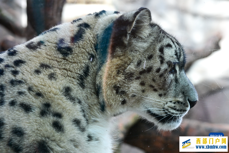 西寧野生動物園豹館煥新改造完成